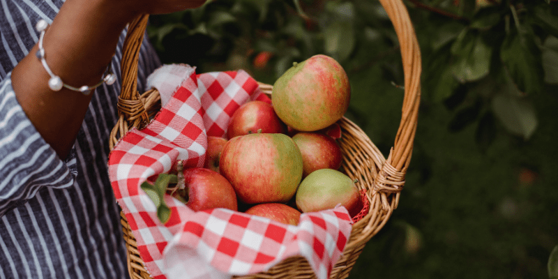 Jamaica Apple Fruit
