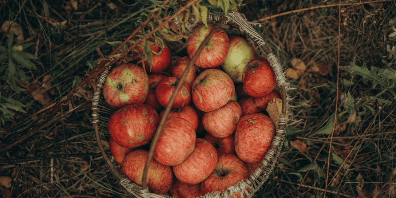 Jamaica Apple Fruit